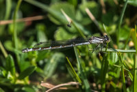Azure-Damselfly