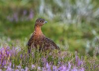 Red-Grouse (m)