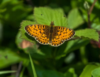 Small-pearl-bordred-Fritillary