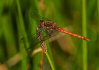 Common-Darter (m)