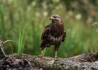 Buzzard