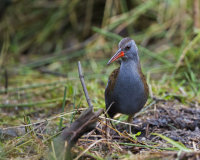 Water-Rail