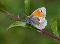Small-Heath