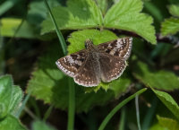 Dingy-Skipper