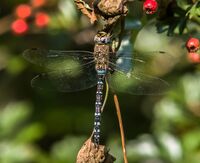Migrant-Hawker (m)