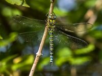 Southern-Hawker (m)