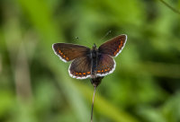 Northern-brown-Argus