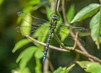 Southern-Hawker (m)