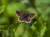 Northern-brown-Argus