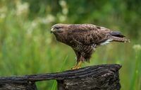 Buzzard