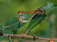 Common-Darters