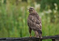Buzzard