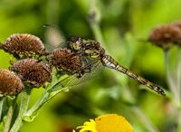 Common-Darter (f)