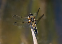 Four-spotted-Chaser (m)