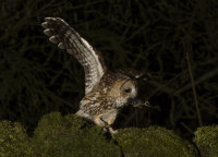 Tawny-Owl