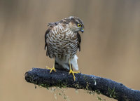 Sparrowhawk (f)