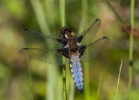 Broad-bodied-Chaser (m)
