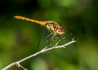 Common-Darter (f)