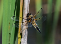 Four-spotted-Chaser (m)