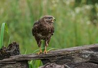 Buzzard