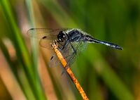 Black-Darter (m)