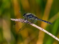 Black-Darter (m)
