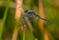 Black-Darter (m)