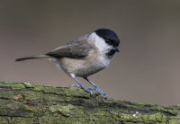 Marsh-Tit