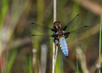 Broad-bodied-Chaser (m)