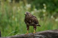Buzzard