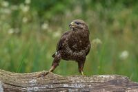 Buzzard