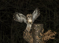 Tawny-Owl