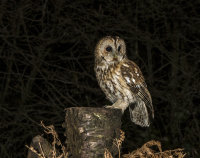 Tawny-Owl