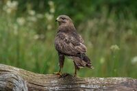 Buzzard