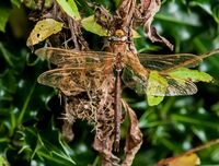 Brown-Hawker (m)