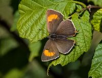 Brown-Hairstreak (f)