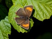 Brown-Hairstreak (f)