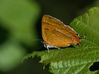 Brown-Hairstreak (f)