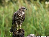 Buzzard