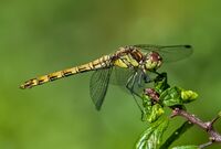 Common-Darter (f)