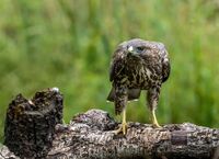 Buzzard