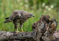Buzzard