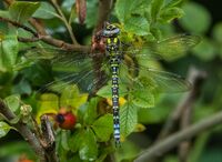 Southern-Hawker (m)