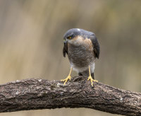 Sparrowhawk (m)