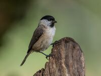 Marsh-Tit