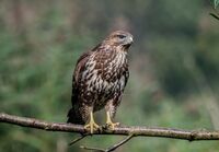 Buzzard