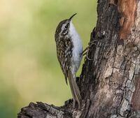 Treecreeper