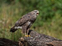 Buzzard