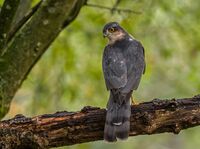 Sparrowhawk (m)