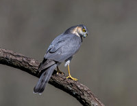 Sparrowhawk (m)